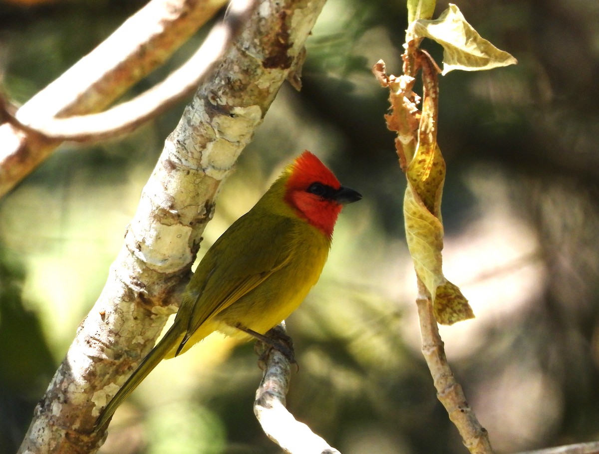 Red-headed Tanager - ML617580385