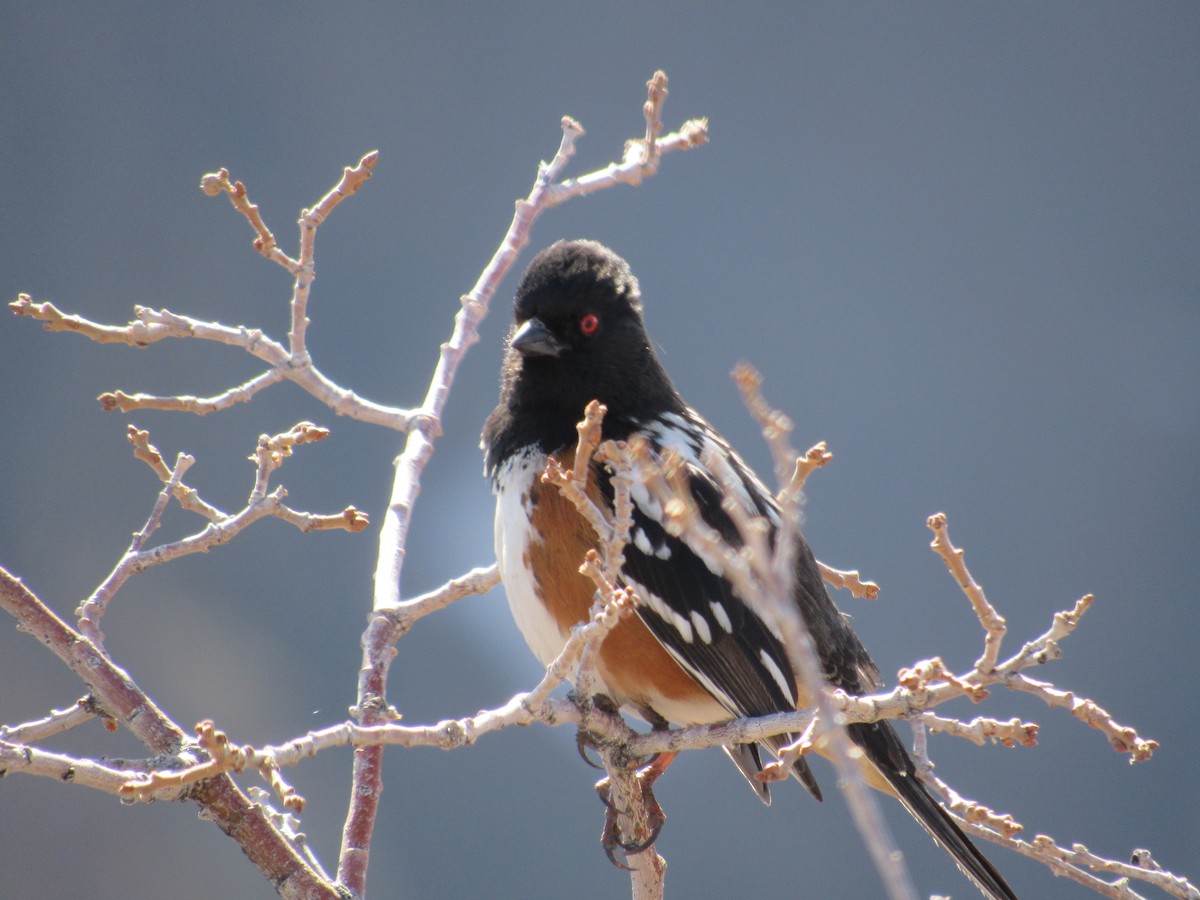 Spotted Towhee (maculatus Group) - Roger Hedge