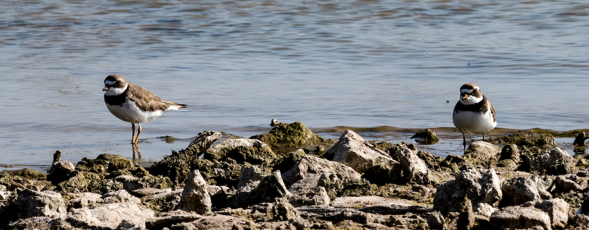 Semipalmated Plover - ML617580400