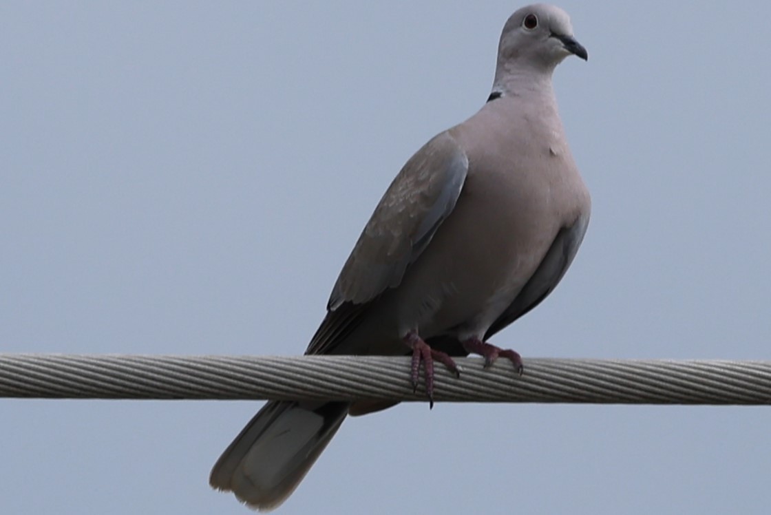 Eurasian Collared-Dove - Duane Yarbrough