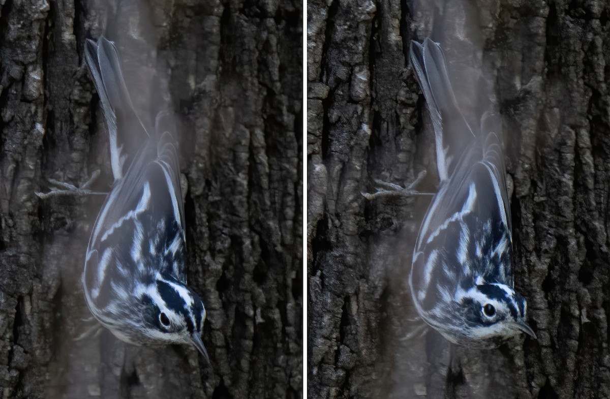 Black-and-white Warbler - ML617580461