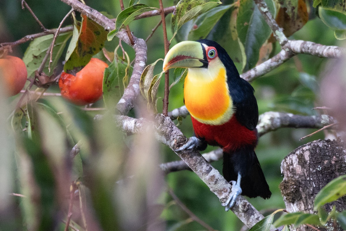 Red-breasted Toucan - ML617580466