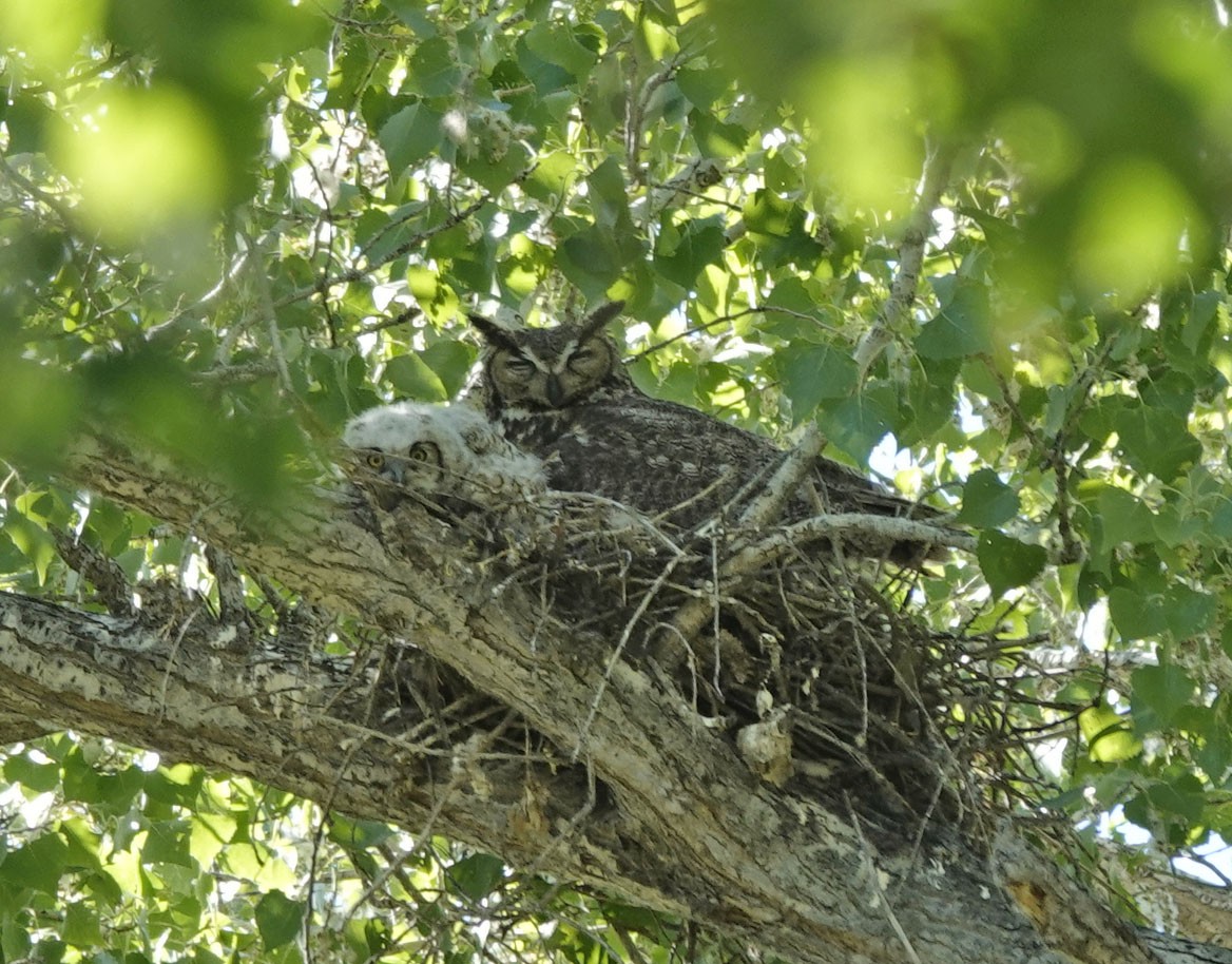 Great Horned Owl - ML617580471