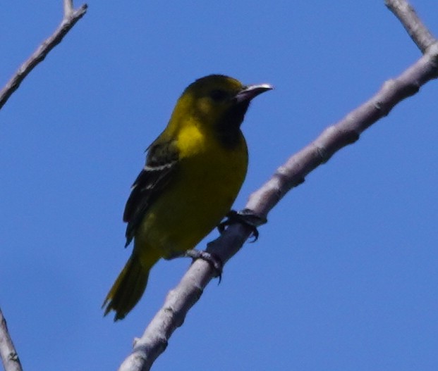 Orchard Oriole - ML617580477