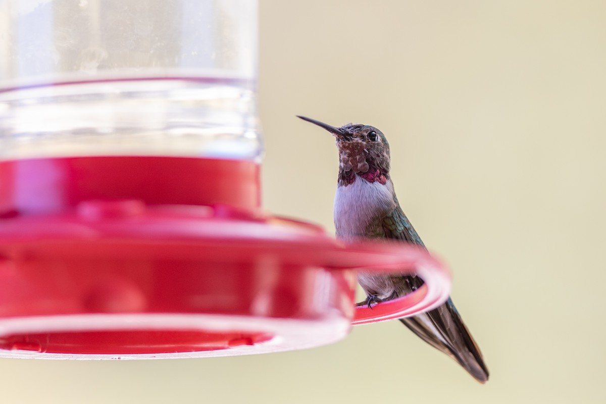 Broad-tailed Hummingbird - ML617580538