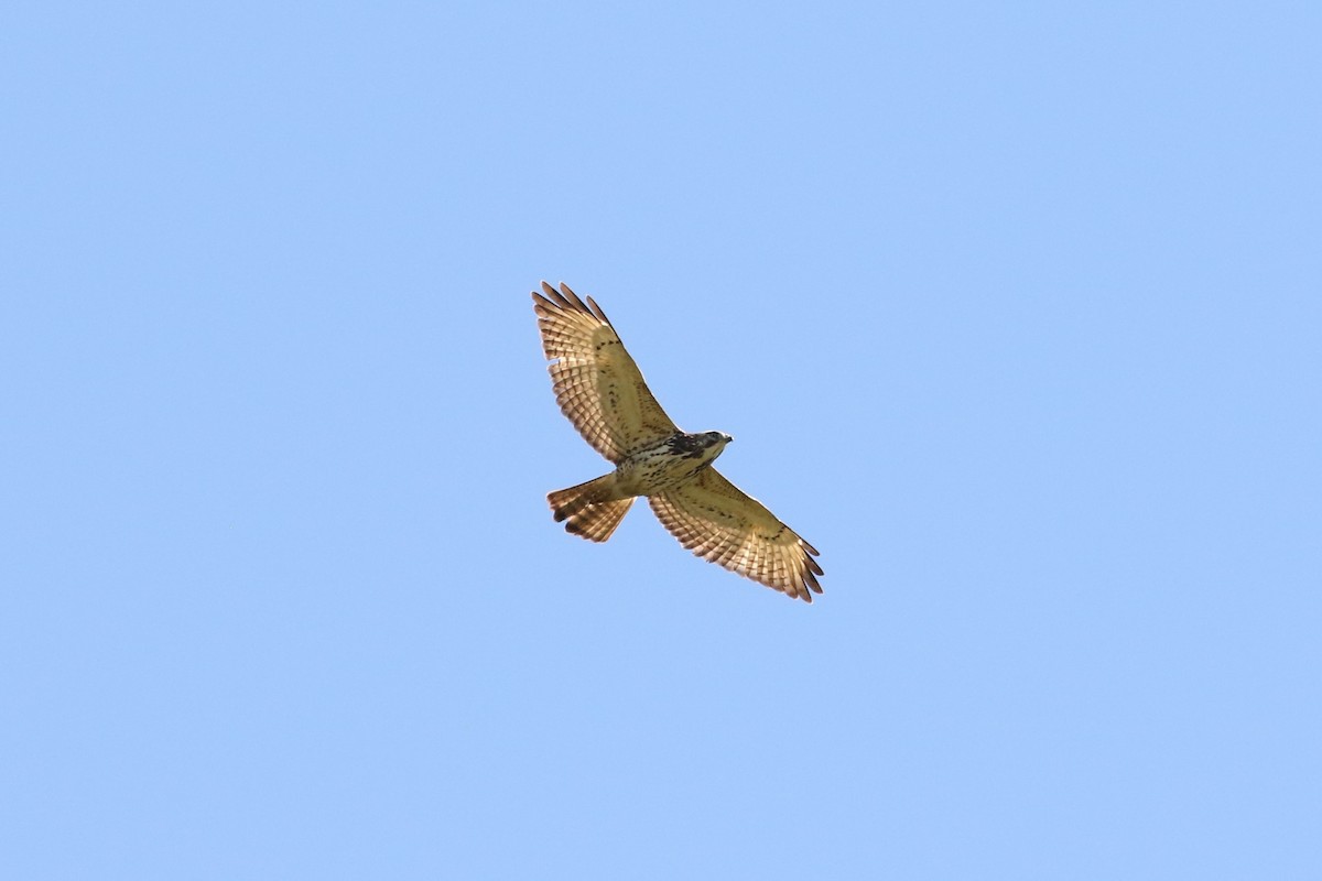 Red-tailed Hawk - ML617580545