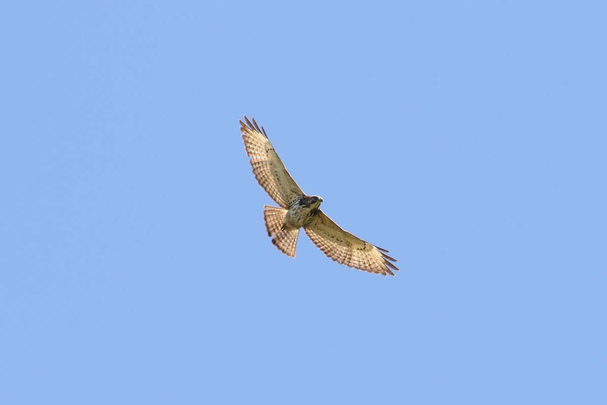 Red-tailed Hawk - ML617580546