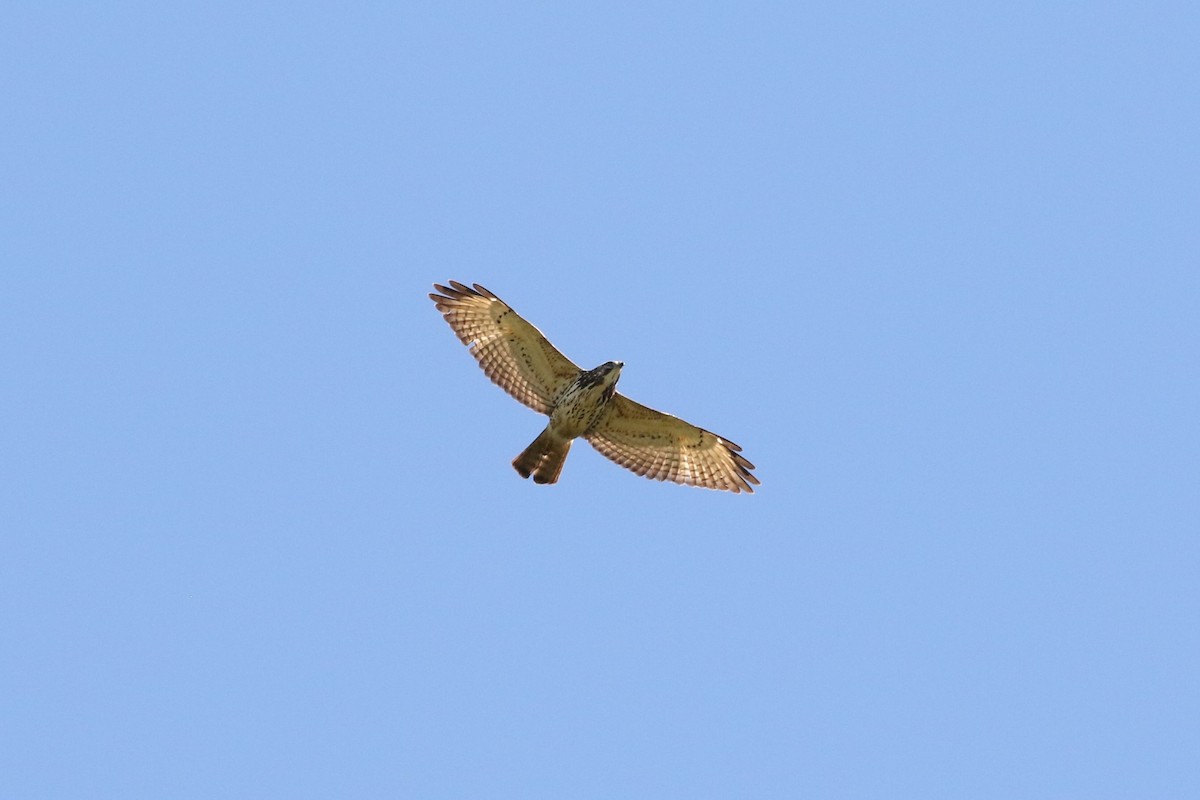 Red-tailed Hawk - ML617580547