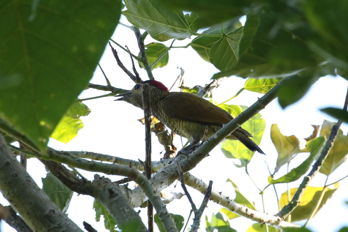 Golden-olive Woodpecker - ML617580571