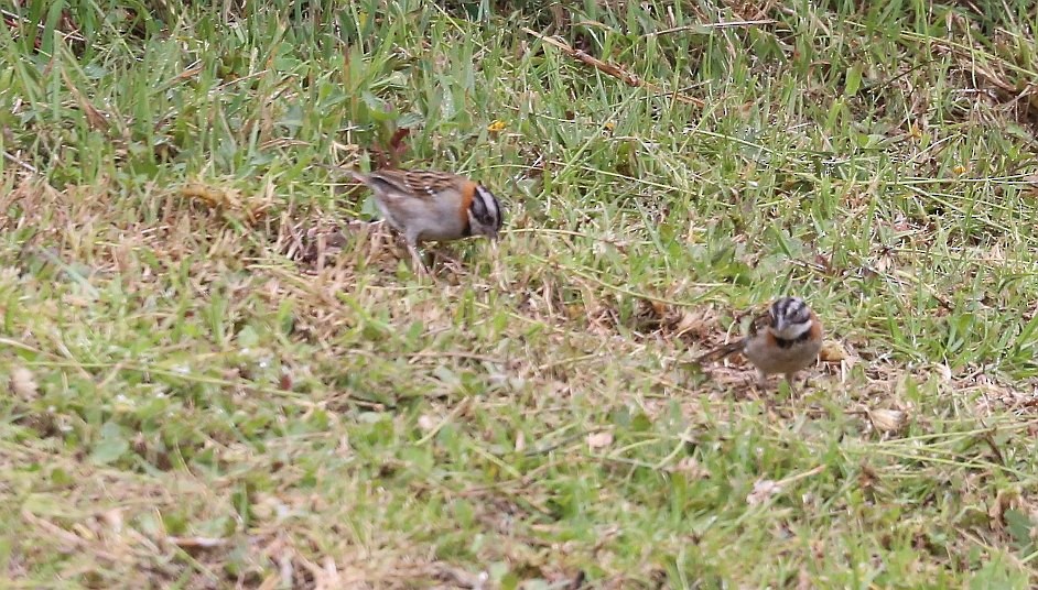 Rufous-collared Sparrow - Susan Hunter