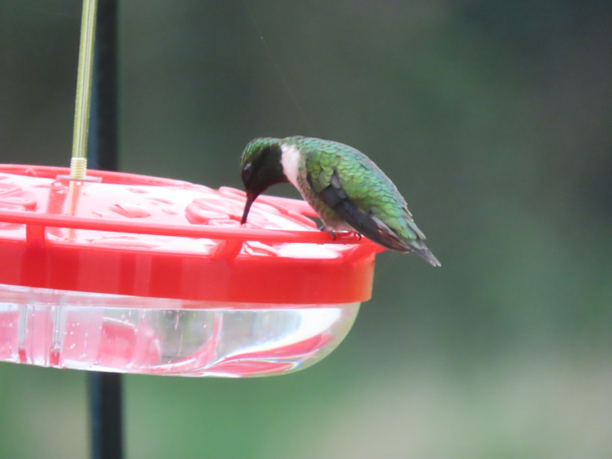 Ruby-throated Hummingbird - ML617580616