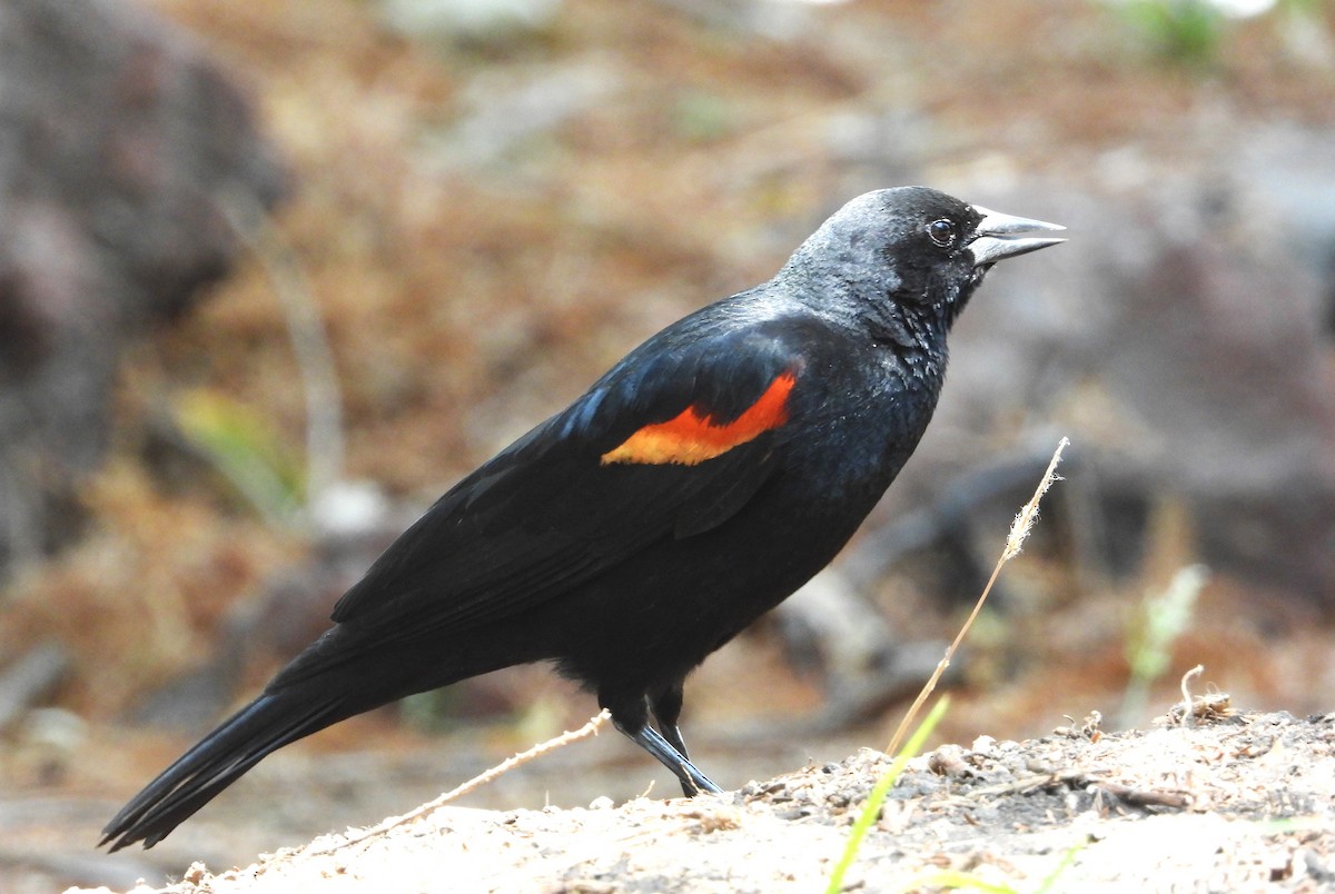 Red-winged Blackbird - ML617580652