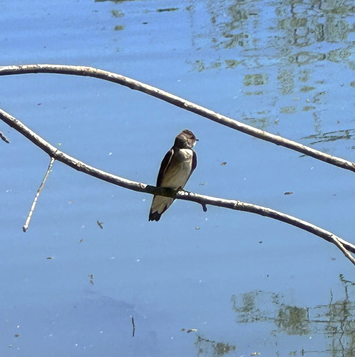Northern Rough-winged Swallow - ML617580664
