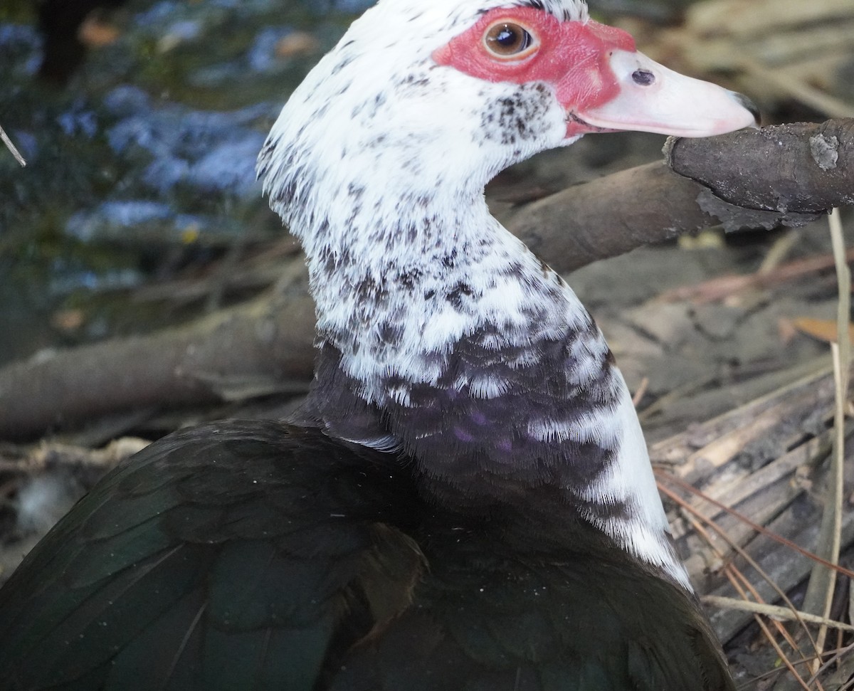 Muscovy Duck (Domestic type) - John McCallister