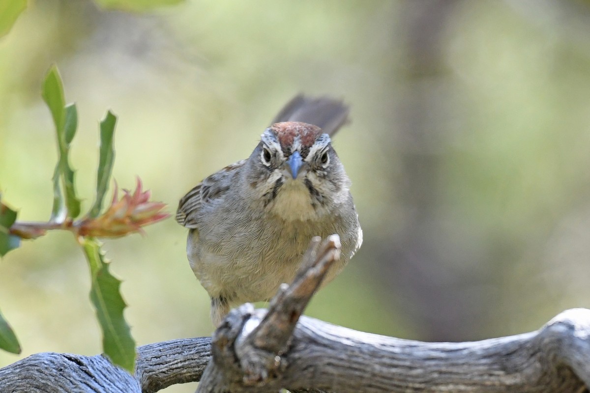 Rufous-crowned Sparrow - ML617580701