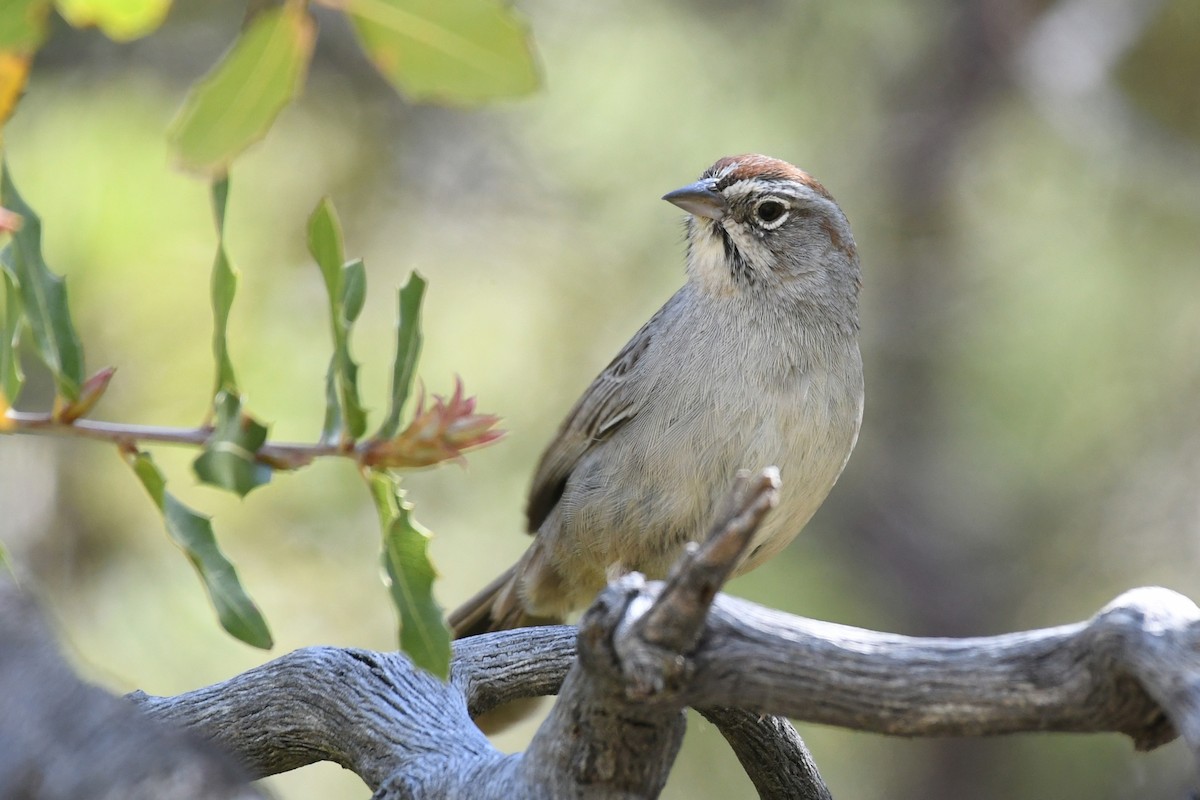 Rufous-crowned Sparrow - ML617580702