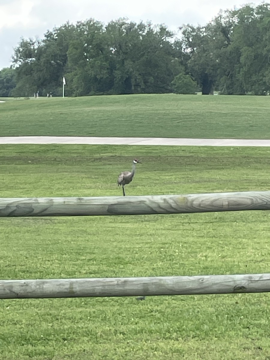 Ebird Checklist - 18 Apr 2024 - Bayou Oaks At City Park - South Course 