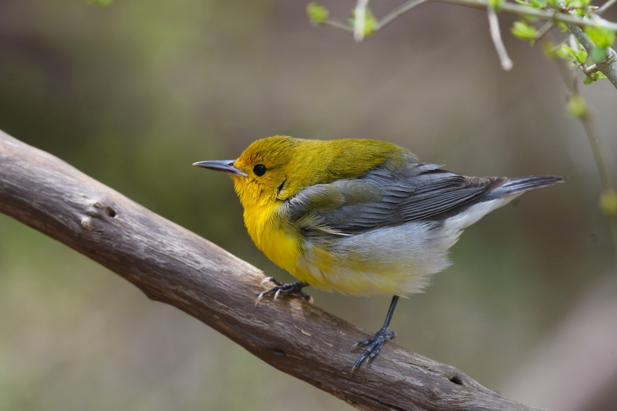 Prothonotary Warbler - ML617580709