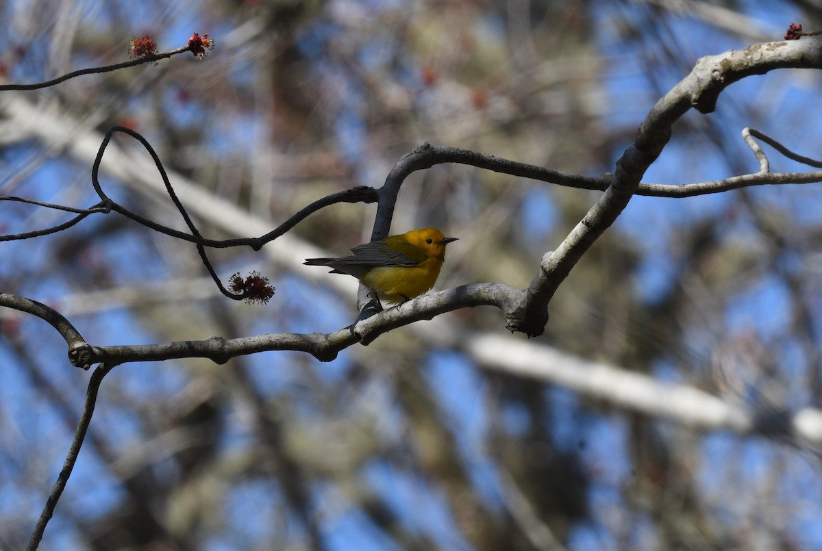 Prothonotary Warbler - ML617580719