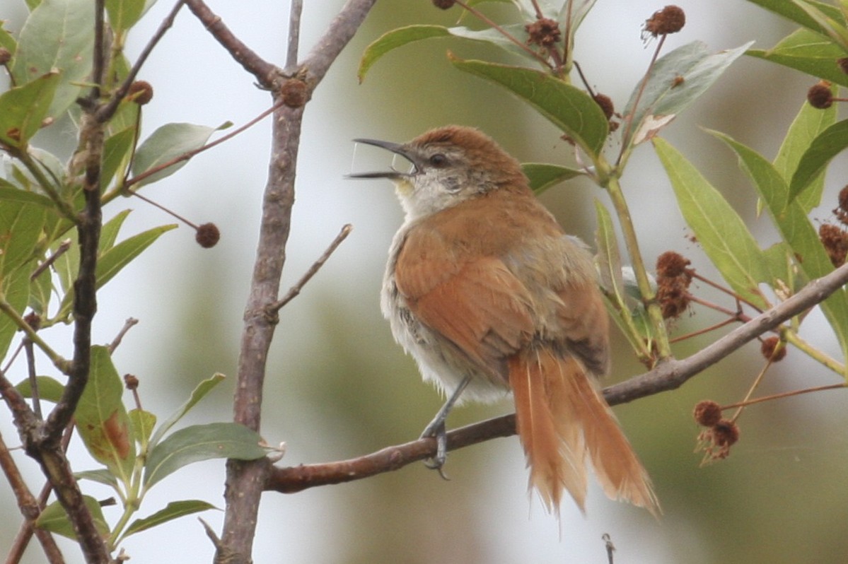 Yellow-chinned Spinetail - ML617580720