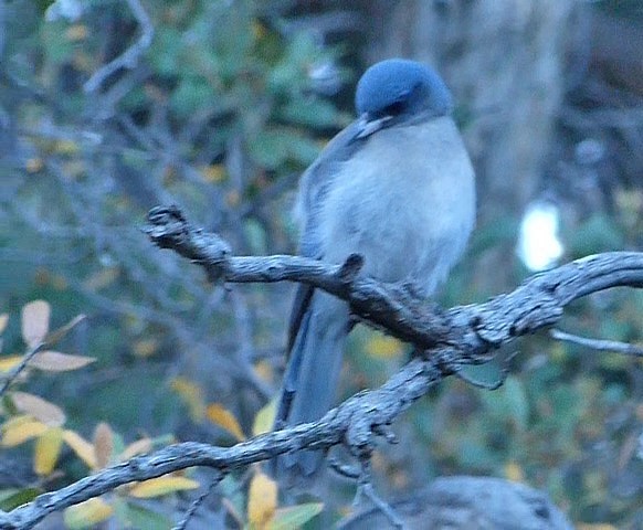Mexican Jay - ML617580728