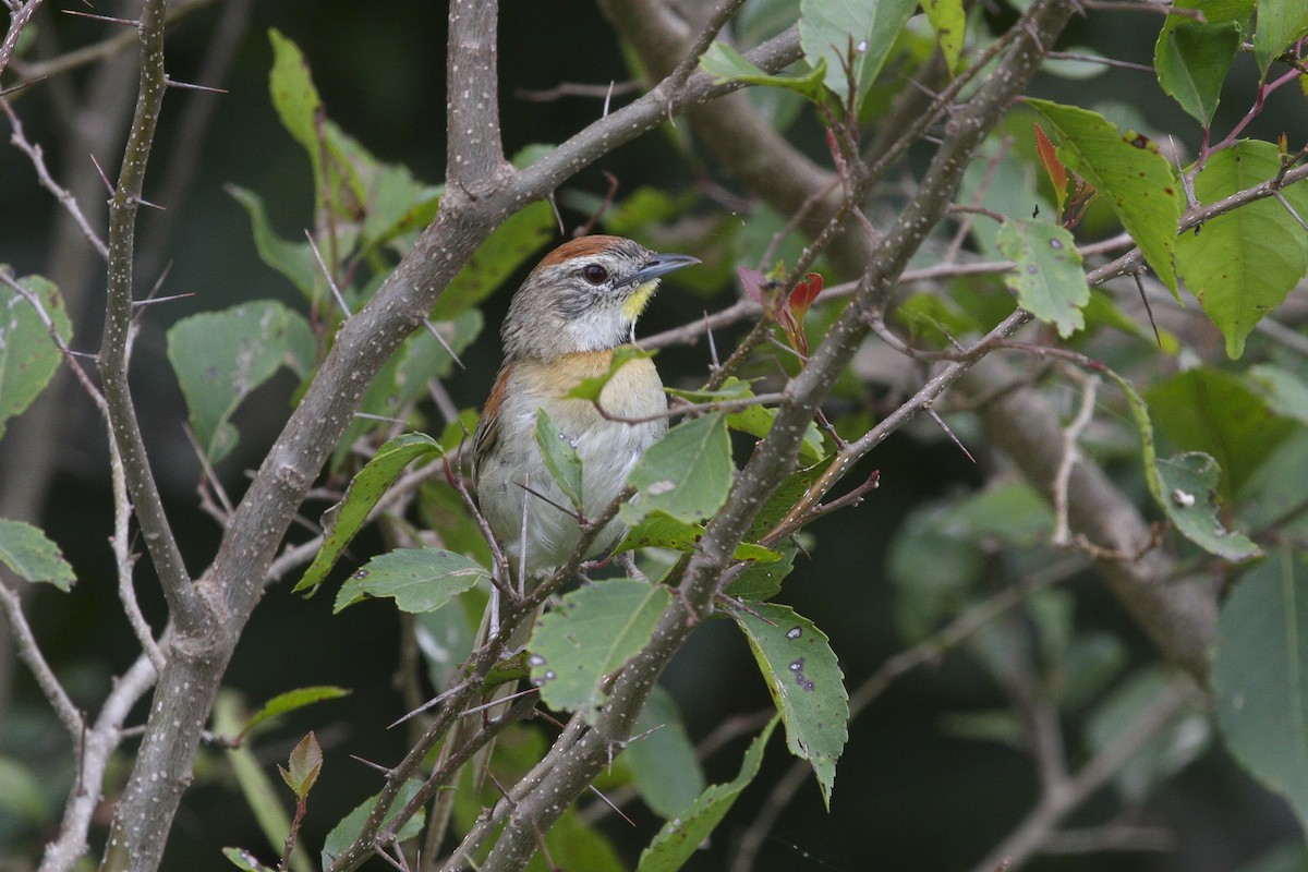 Chotoy Spinetail - ML617580762
