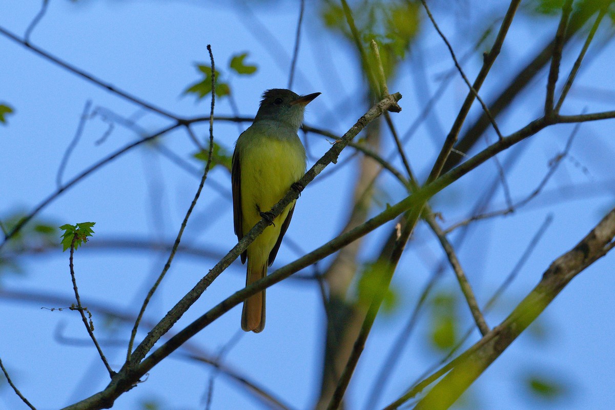 Great Crested Flycatcher - ML617580781