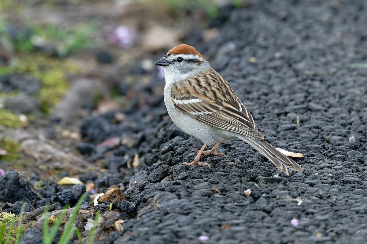 Chipping Sparrow - ML617580784