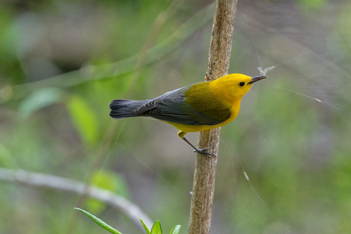 Prothonotary Warbler - ML617580794