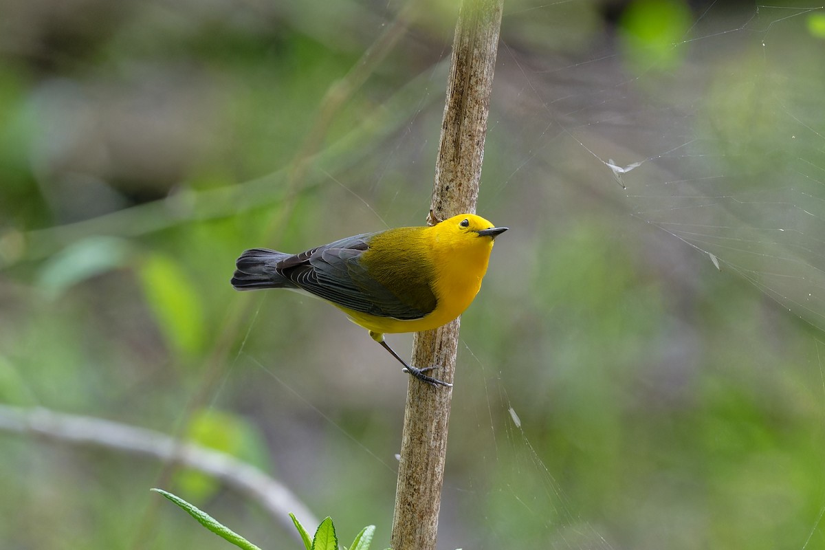 Prothonotary Warbler - ML617580795