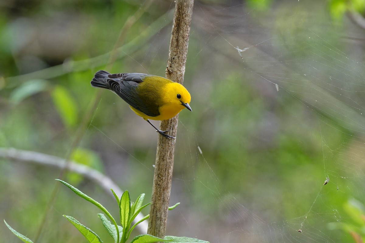 Prothonotary Warbler - ML617580796