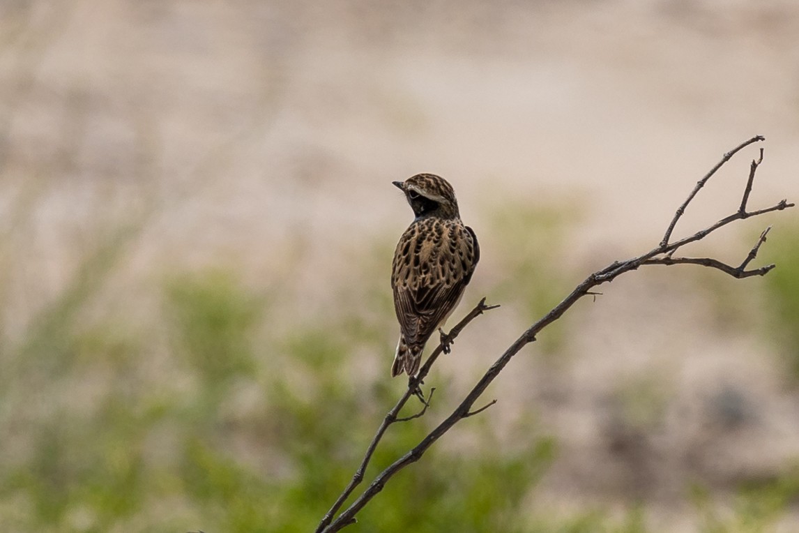 Whinchat - ML617580798