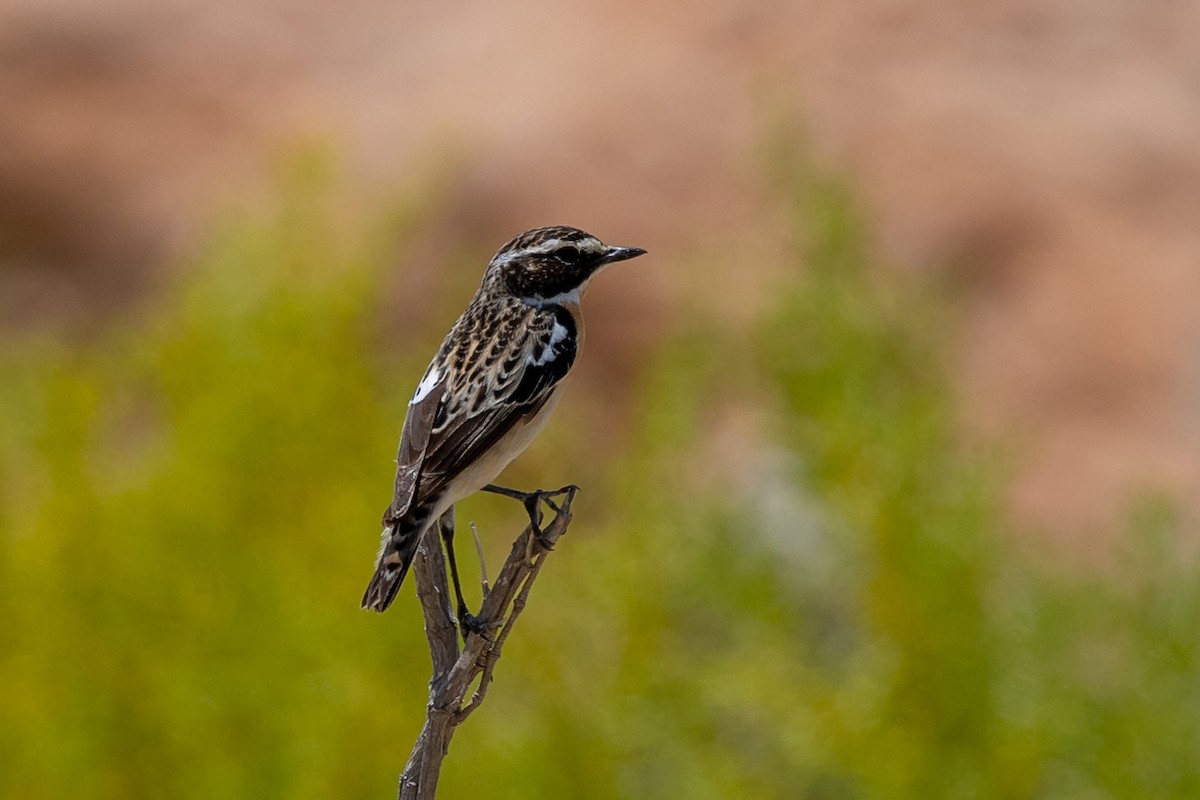 Whinchat - ML617580799
