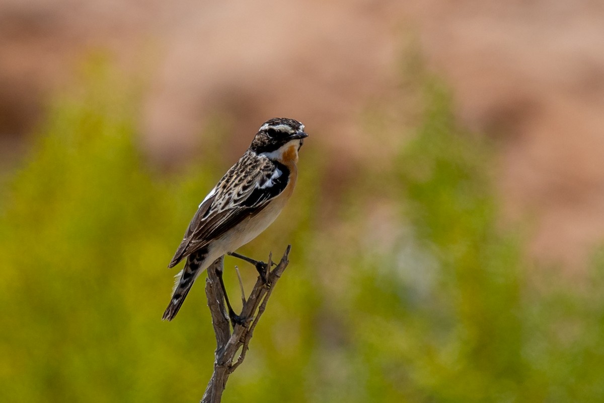 Whinchat - ML617580800