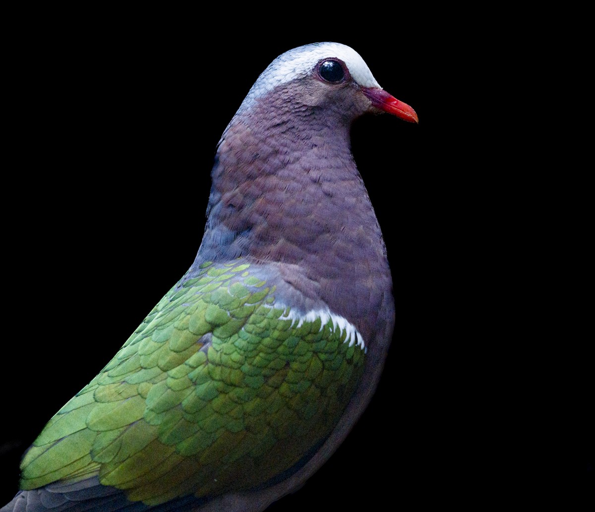 Asian Emerald Dove - Sergio Rivero Beneitez