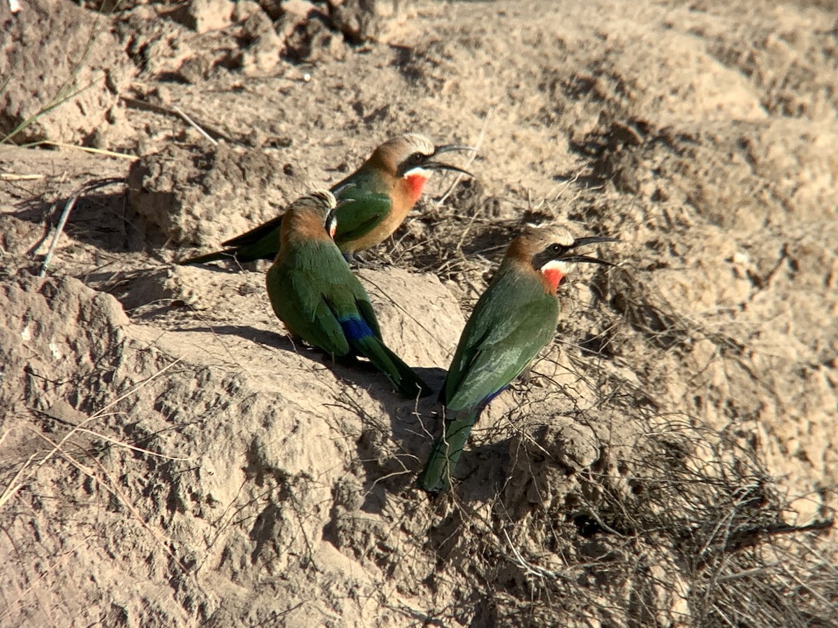 White-fronted Bee-eater - ML617580833