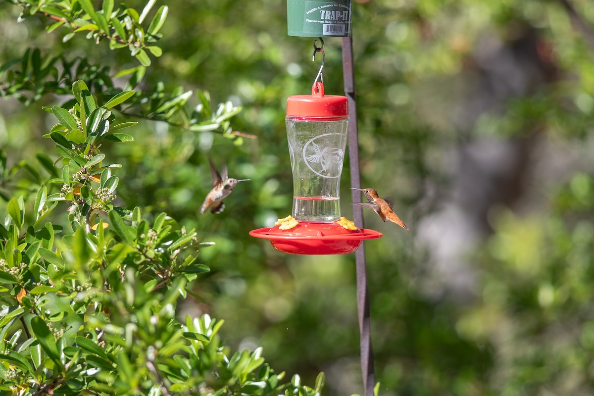 Rufous Hummingbird - ML617580911