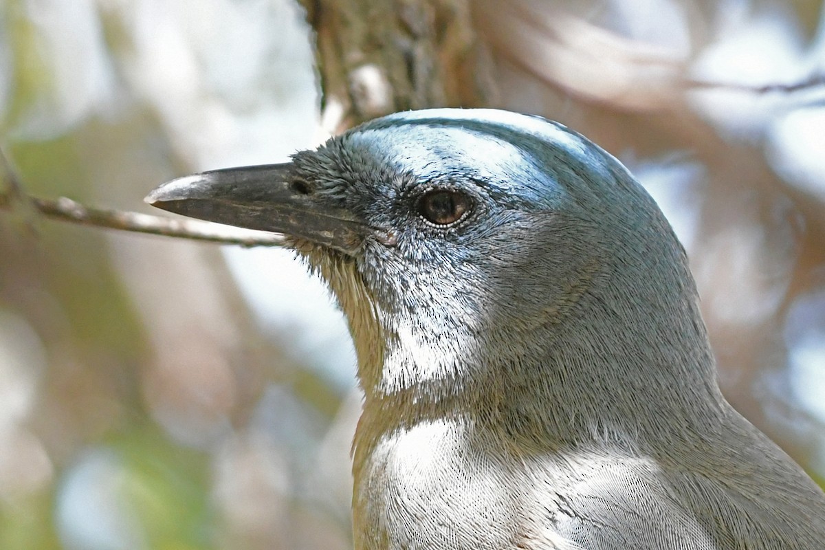 Mexican Jay - ML617580925
