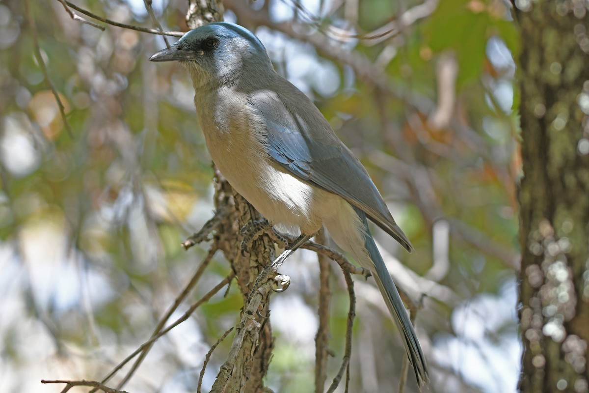 Mexican Jay - ML617580926