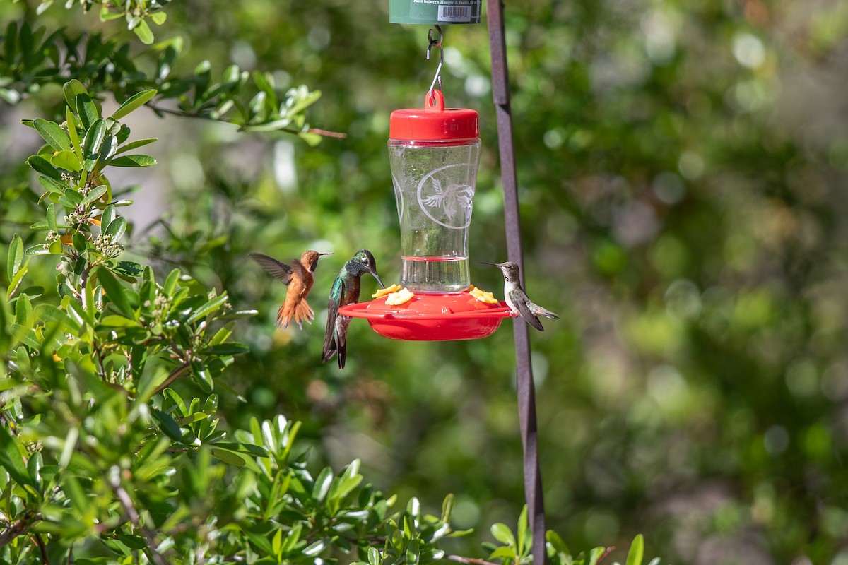 Rufous Hummingbird - ML617580957