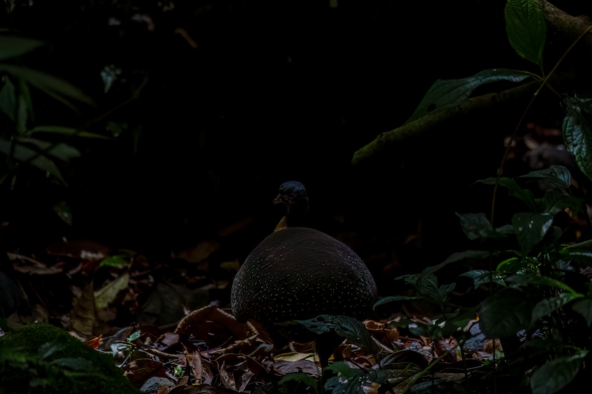 Highland Tinamou (Costa Rican) - ML617580967