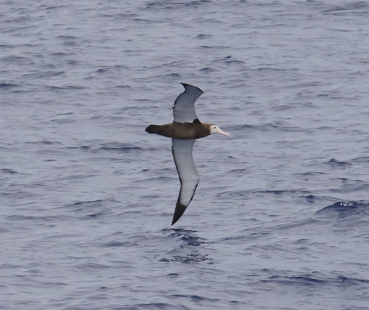 Albatros de las Antípodas (gibsoni) - ML617581005