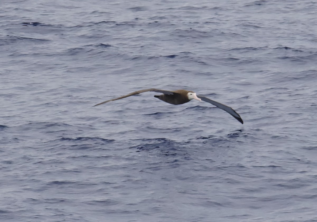 Albatros de las Antípodas (gibsoni) - ML617581006