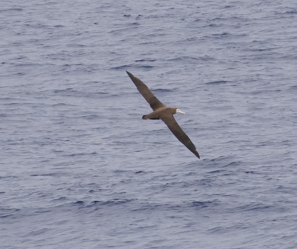 Albatros de las Antípodas (gibsoni) - ML617581007