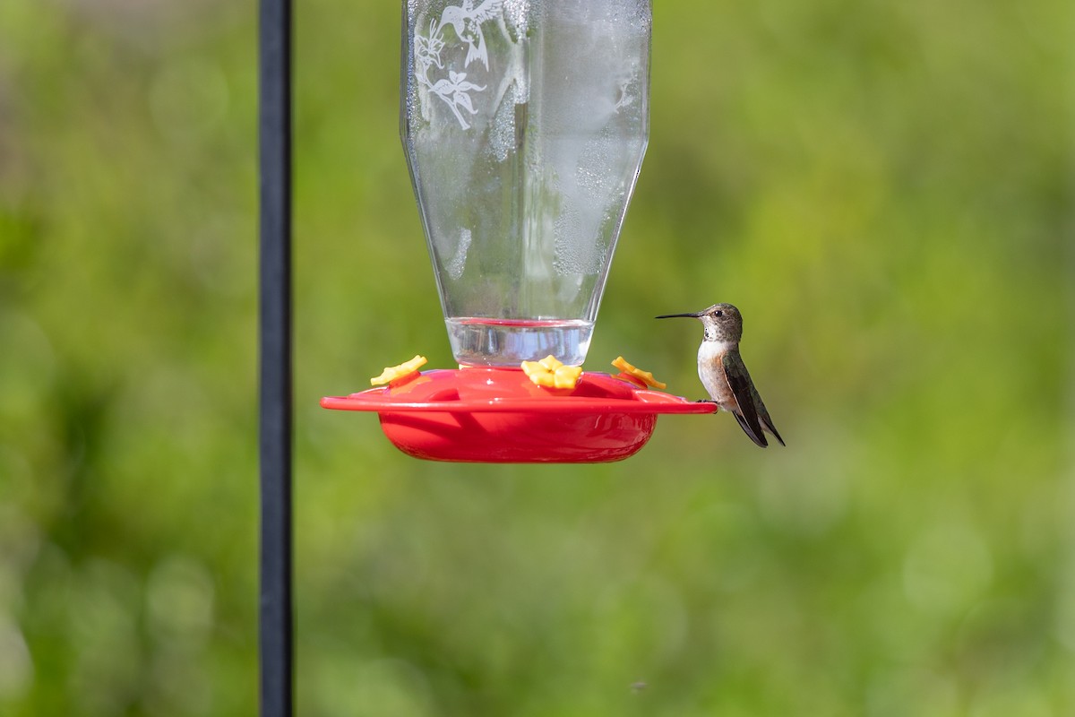 Rufous Hummingbird - Michael Sadat