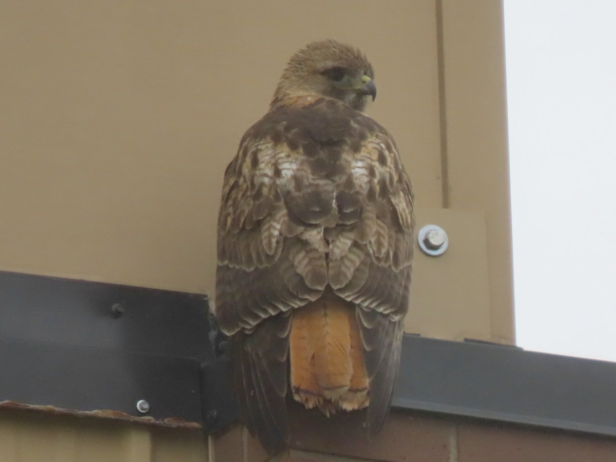 Red-tailed Hawk - ML617581061
