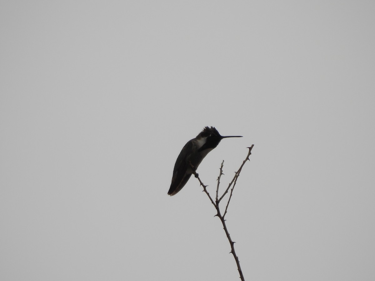 Costa's Hummingbird - ML617581079