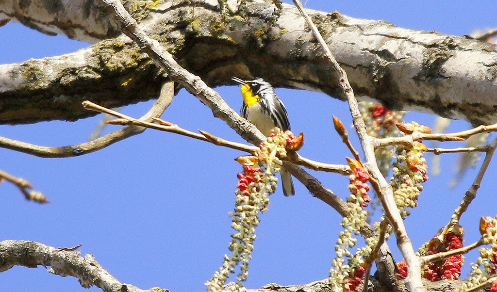 Yellow-throated Warbler - ML617581111