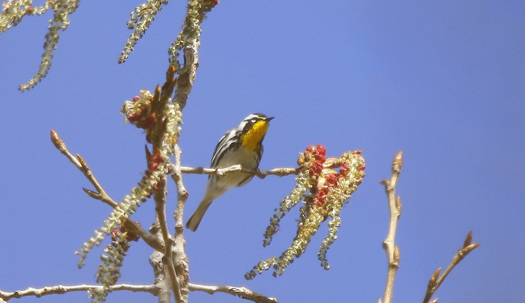 Yellow-throated Warbler - Julie Gidwitz