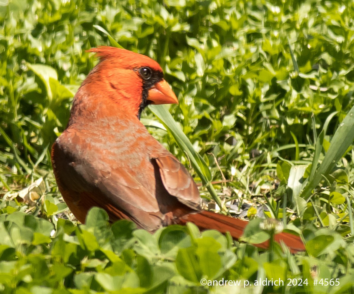 Northern Cardinal - andrew aldrich